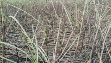 Photo of बिजली विभाग की लापरवाही से गन्ने के खेत में लगी आग, तीन बीघा गन्ना जला