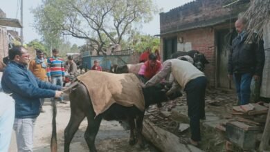 Photo of गजरौला के गांव में बीमारी से दर्जनों पशु मरे, शुरू हुआ टीकाकरण