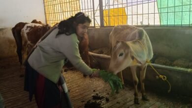 Photo of मकर संक्रांति पर इनरव्हील क्लब पूरनपुर रॉयल्स ने गायों के लिए की हरे चारे की व्यवस्था, कम्बल भी ओढाये