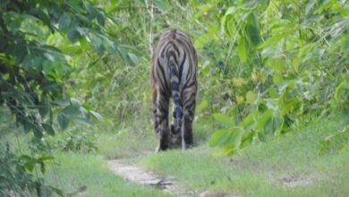 Photo of पशुशाला पहुंचकर बाघ ने बछड़े को बनाया निवाला